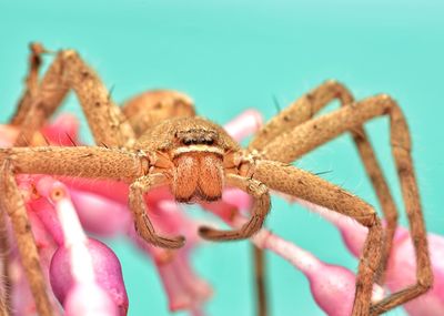 Portrait of heteropoda venatoria huntsman spider