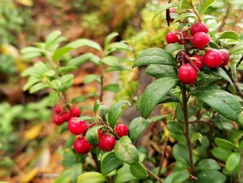 Close-up of red berries growing on tree