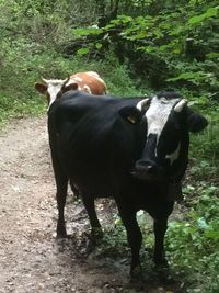 Cow grazing in field