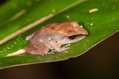 Close-up of frog on leaf