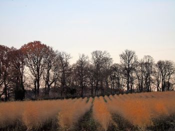 Trees on landscape against sky