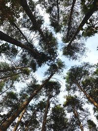 Low angle view of trees in forest