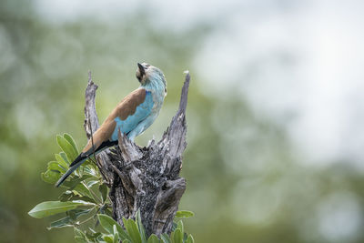 Close-up of bird perching on tree