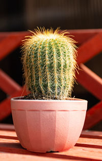 Close-up of cactus in pot