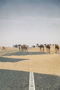 Camels walking on sand at desert