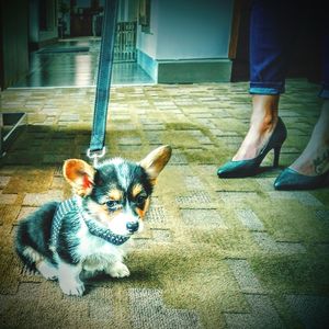 Low section of dog standing on floor