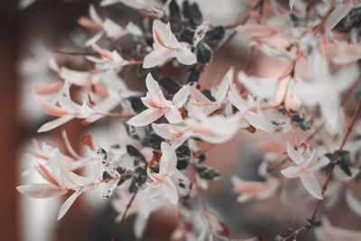 Full frame shot of flowering plants