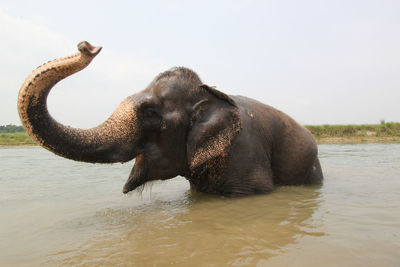 Elephant in river