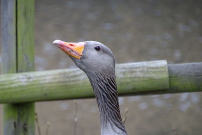 Close-up of a bird