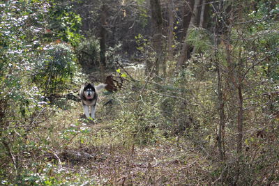 Dog standing in forest