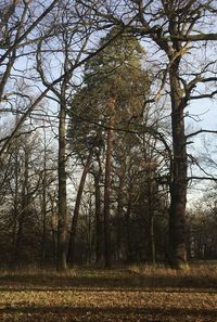 Trees on field in forest