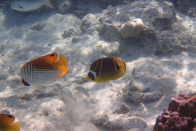 Fish swimming in sea