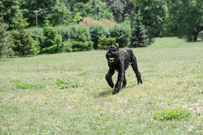 Dog running on grass