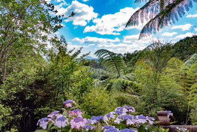 Plants and trees against sky