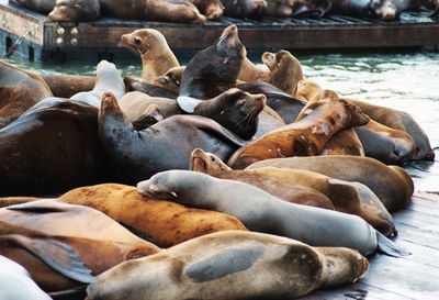 Close-up of sea lion in water