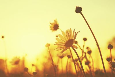 Close-up of yellow cosmos flowers blooming on field against sky