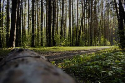 Surface level of trees in forest