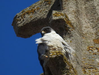 Low angle view of eagle perching on rock