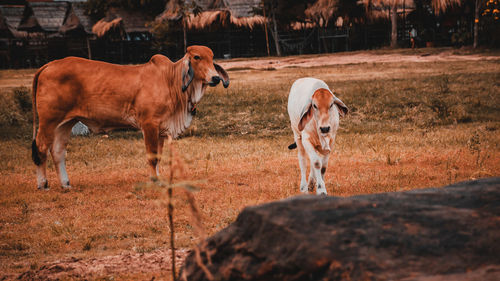 Cows running in the ground