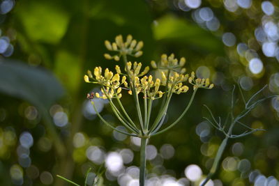 Close-up of flowering plant