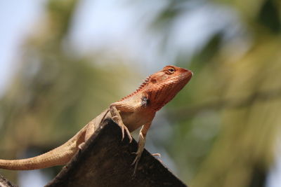 Close-up of a lizard 