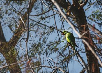 Low angle view of bird perching on tree