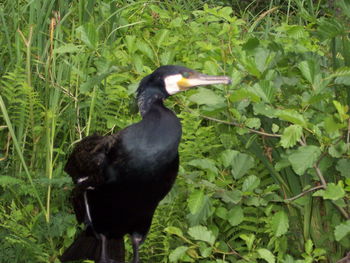 Black bird perching on a land