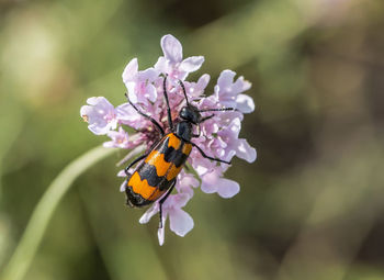 Close-up of insect on flower