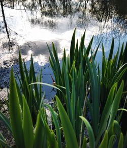 Close-up of plants growing in lake