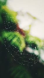 Close-up of wet spider web