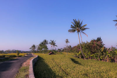 Scenic view of palm trees on field against clear sky