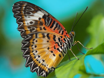 Close-up of butterfly on flower