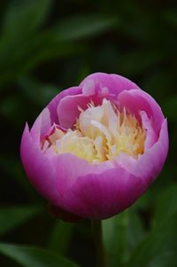 Close-up of pink flowers