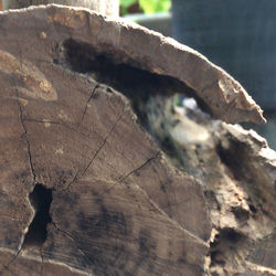 Close-up of tree trunk