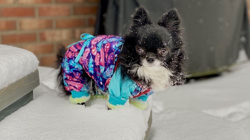 Close-up of a dog on snow