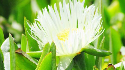 Close-up of white flowers