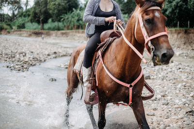 Close-up of person riding horse