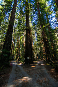 Road passing through forest