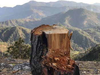 View of tree stump in mountains