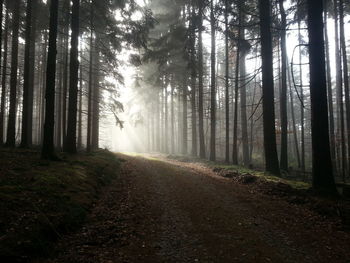 Sunlight streaming through trees in forest