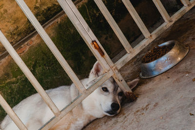 High angle view of dog seen through metal fence