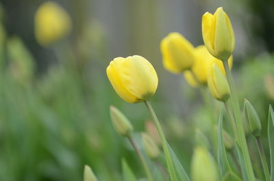 Close-up of yellow flower