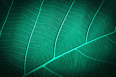 Macro shot of green leaves