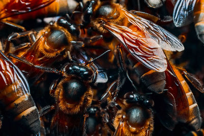 Close-up of bee