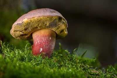 Close-up of mushroom growing on field