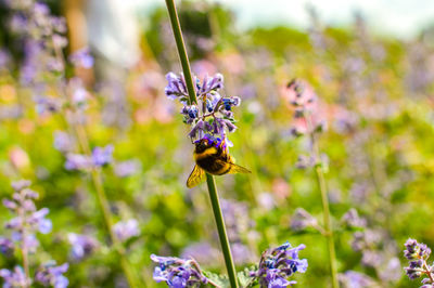 Close-up of butterfly pollinating on purple flowering plant