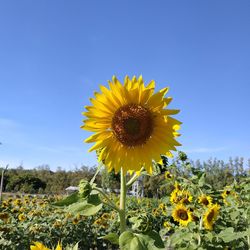 Close-up of sunflower on field against sky