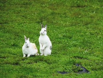 View of two cats sitting on field