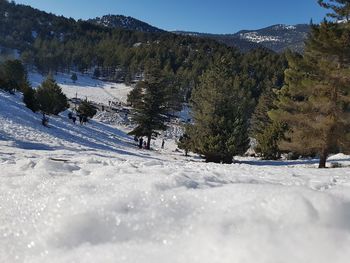 Trees on snow covered field against sky