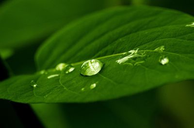 Close-up of wet green leaf
